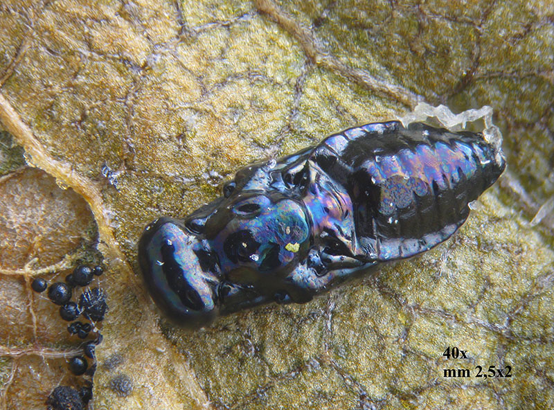 Phyllonorycter su ontano con parassitoidi